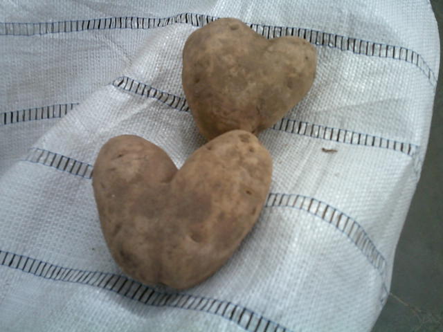 Potatoes that look like hearts.